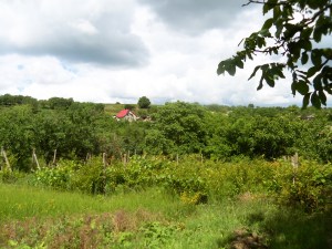 The view from Robyn's porch